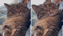 Video esilarante: Il proprietario si scusa e il gatto reagisce in modo carinissimo