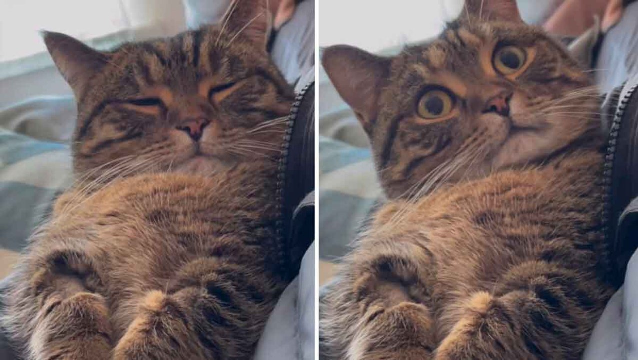 Lustiges Video: Besitzer entschuldigt sich und die Katze reagiert auf süßeste Weise