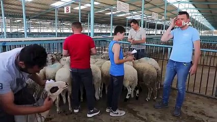 Denizli Büyükşehir Belediyesi Küçükbaş Hayvan Yetiştiriciliğinde Verimliliği Artırma Projesi Tamamlandı