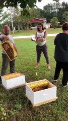 Bee Enchantment: Pregnant Beekeeper's Extraordinary Connection with Bees! || Best of Internet