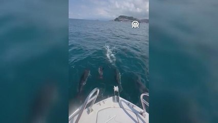 Giresun Adası'na giden gençlere yunuslardan sürpriz gösteri