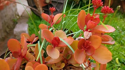 Flores en el jardín de la Tía, Tacuarembó, Uruguay (17/08/2023)