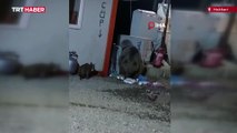 Kedinin ayıyla yemek kavgası kamerada