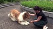 Cumple su sueño un hombre en Japón tras disfrazarse de perro de forma hiperrealista