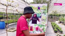 2 Beradik Usaha Kebun Anggur Guna Teknik Tanpa Tanah. Ini Cerita Usahawan dari Kelantan.