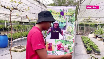 2 Beradik Usaha Kebun Anggur Guna Teknik Tanpa Tanah. Ini Cerita Usahawan dari Kelantan.