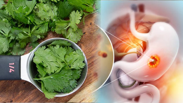 खाली पेट धनिया के पत्ते खाने क्या होता है | Khali Pet Dhaniya Ke Patte Khane se Kya Hota Hai |