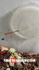 Real-Life Pixar Magic: Captivating Stick Insect's Unbelievable Moves! || Best of Internet