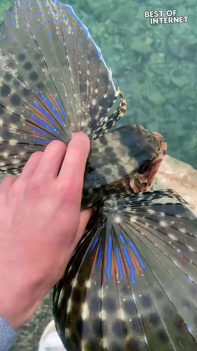 Mind-Blowing Camouflage Transformation: Fish Disappears into Rocks ...