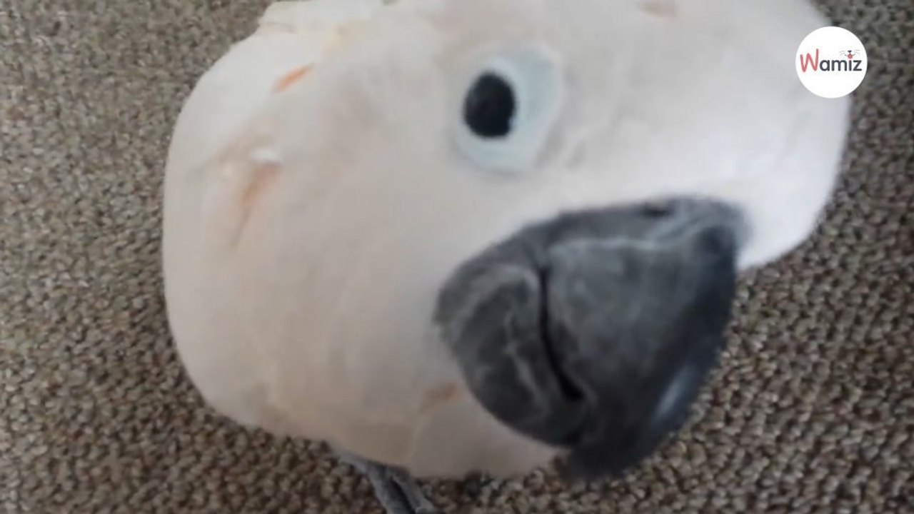 Cacatúa se queja del gato en una conversación con su dueño 5 millones de personas se mueren de risa (Vídeo)