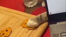 Adorable Cat REALLY Wants a Pretzel!