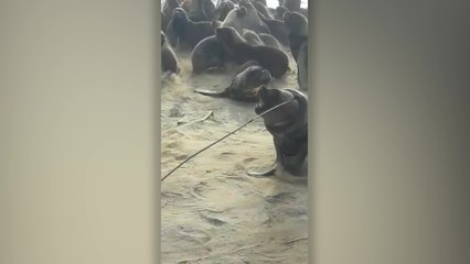 Rescuers Save Sea Lion With Tire Stuck Around His Neck | Wild-ish TV