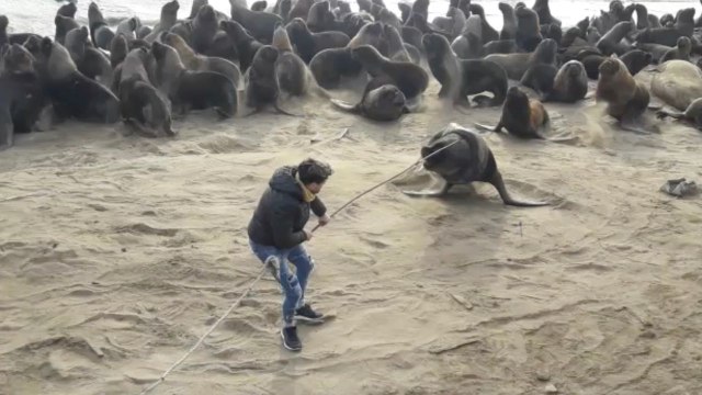 Rescuers Save Sea Lion With Tire Stuck Around His Neck | Wild-ish TV