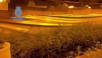 La Policía Nacional desmantela una plantación de marihuana en nave de Bescanó y detiene a dos personas