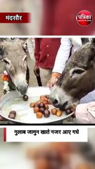 गुलाब जामुन खाते नजर आए गधे
