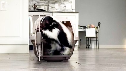 “I’m Best Friends With My Pet Skunk - I Teach Him Advanced Tricks and Spent £2K on Him but He’s Worth It.”