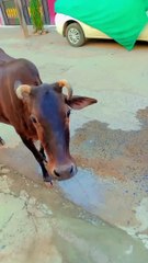 Funny Cow Video, Cow Sound, Cow Eating #cowlovers #viral #viralshorts