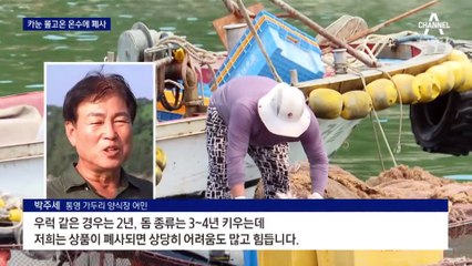 카눈이 몰고온 온수…우럭 등 양식 어류 집단 폐사