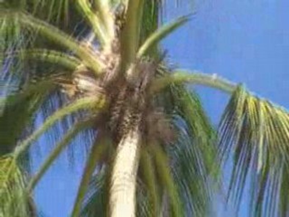 Cocotier