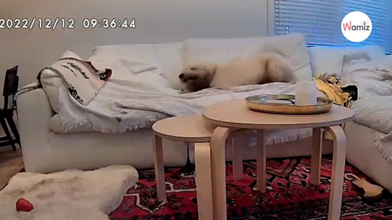 Graba a su perro tras el paseo ¡no sabe si reí...