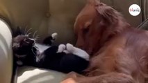 ¡La peleílla de este gatito con un setter irlandés te hará reír todo el día! (Vídeo)