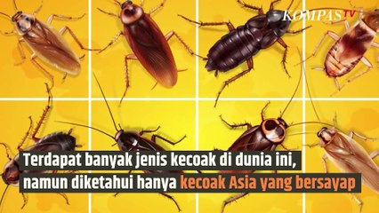 Kenapa Kecoak Suka Terbang ke Arah Manusia? | SINAU