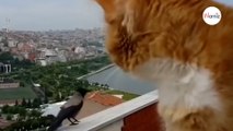 Acalorado debate entre un gato y un cuervo hace llorar de risa a 8 millones de personas
