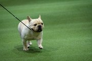 Las 5 Razas De Perro Que Nunca Han Ganado El 'Westminster Dog Show'