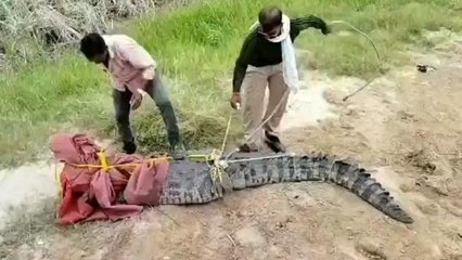 कोटा: तालाब से निकलकर सड़क पर आया इतना बड़ा मगरमच्छ, देखें फिर क्या हुआ