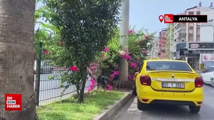 Antalya'da kara yoluna çıkan köpek trafiği birbirine kattı