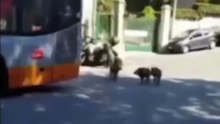 Cinghiale assalta scooter a Genova