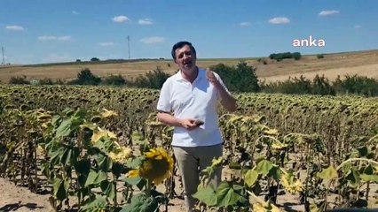 Trakya Birlik, ayçiçeği taban alım fiyatını açıklamadı