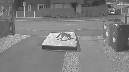 Wild fox playfully jumps on a mattress left outside by the home owner *Hilarious Video*