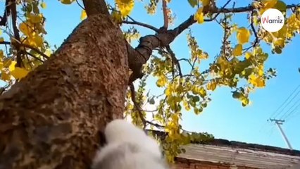 Instala una cámara en el collar de su gato y se queda loco con el resultado (Vídeo)