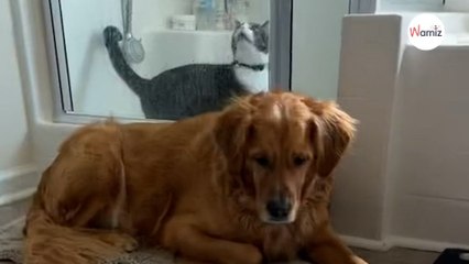 Este perro logra deshacerse hábilmente del gato de la casa risa asegurada (Vídeo)