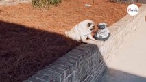 Un perro hace un amigo en el jardín que hace llorar de risa a millones de personas (Vídeo)