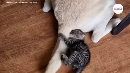 Gatito intenta cazar la cola del labrador ¡ríe a carcajadas! (Vídeo)