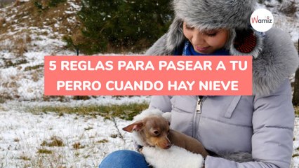 5 consejos para pasear a tu perro cuando hay nieve