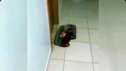 Tutor deixa cadela sozinha em apartamento para trabalhar e deixa bilhete para vizinhos
