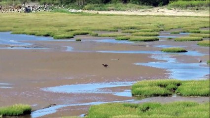 Warning after dog chases protected birds in Pegwell Bay