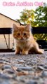 Best  Cute Cat ll Cat ka  Best Entertainment Action  Video ll #short.