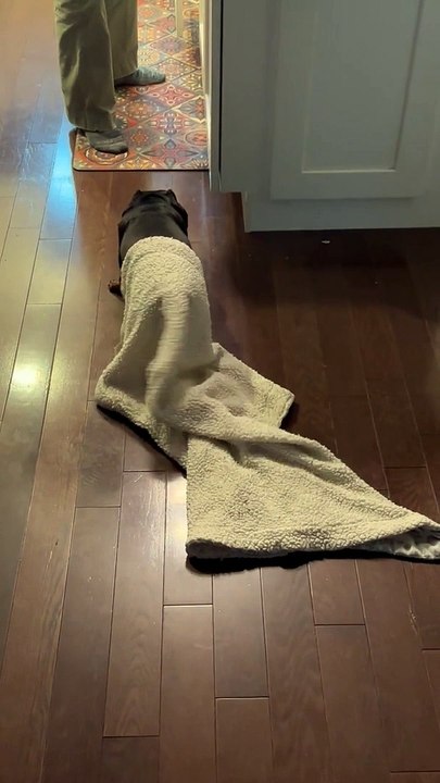 Wagging Blanket Worm