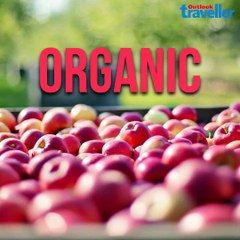 Hungry Traveller | Food | Contest