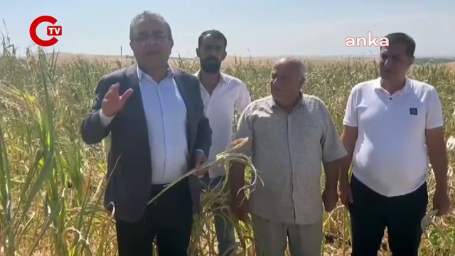 Çiftçi elektrik kesintilerine isyan etti: ‘Mısır kurudu gitti’