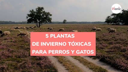 5 plantas de invierno tóxicas para perros y gatos