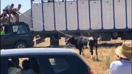 Un toro se escapa de un encierro en Serrada