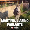 “Martino, l’asino parlante”