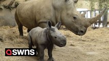 Rare footage of the birth of critically endangered White Rhino