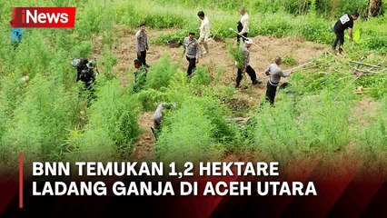 Temukan 1,2 Hektare Ladang Ganja, BNN Musnahkan 5 Ton Ganja di Aceh Utara