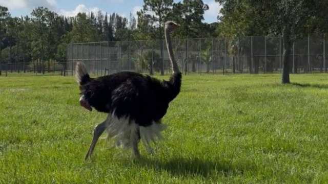 Family's trip to drive-thru safari gets awkward upon encountering frisky ostriches